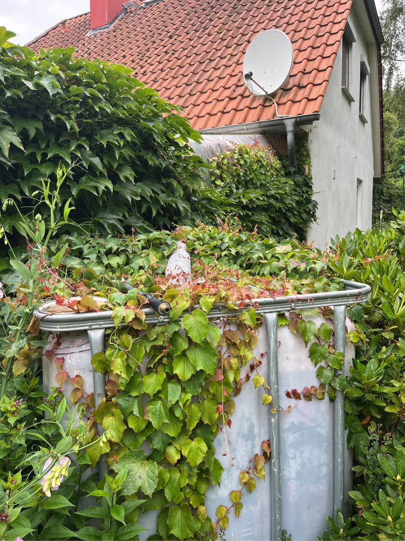 La vigne vierge s'accroche densément sur un réservoir d'eau et un mur de maison. Ses feuilles typiques vertes et rougeâtres sont bien visibles.