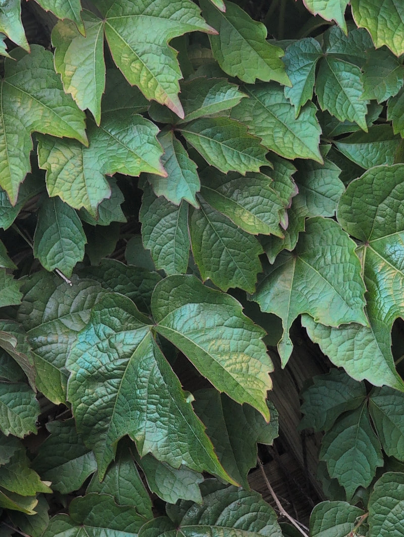 Vigne vierge à trois pointes — Bild 1