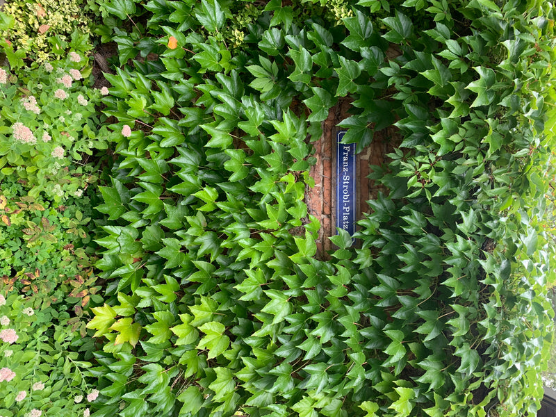 L'image montre le feuillage vert de la vigne vierge du Japon recouvrant un mur. Une plaque de rue est visible entre les feuilles.