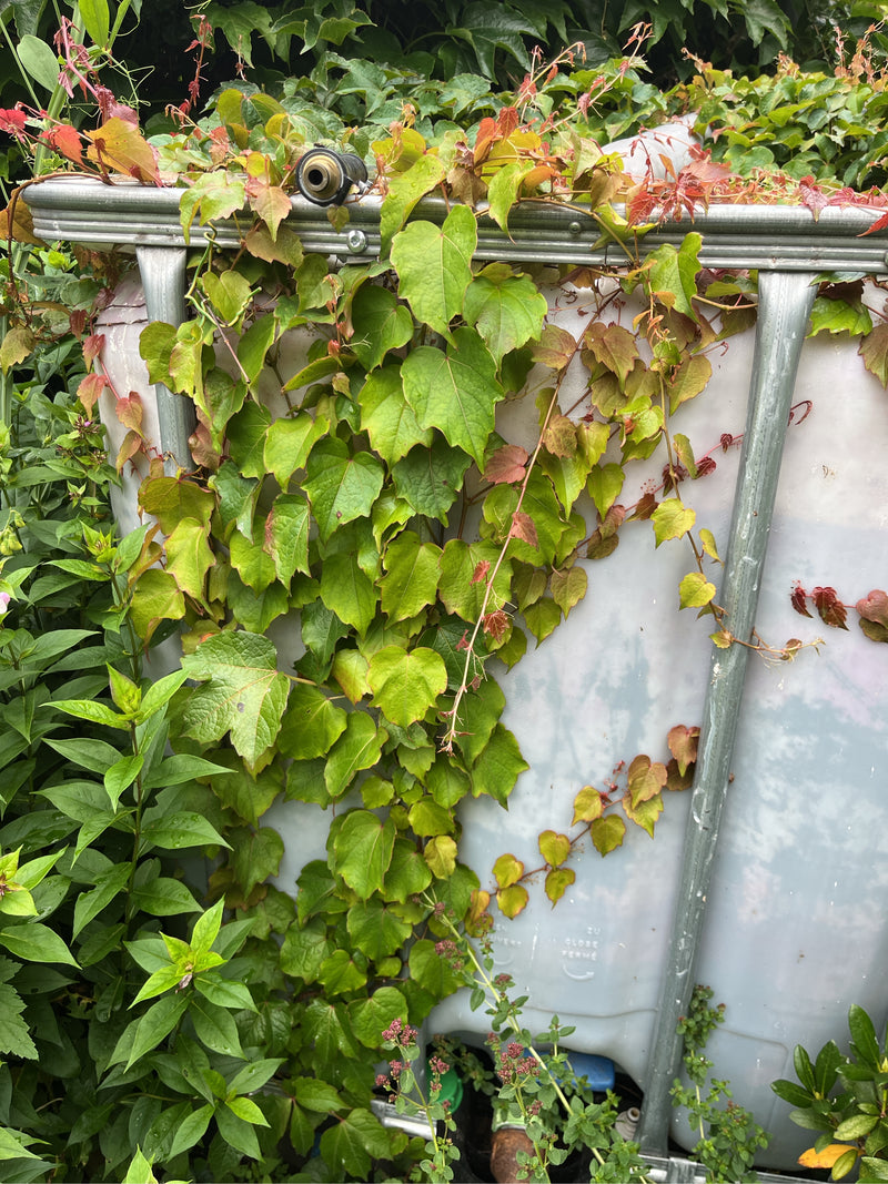 On voit la vigne vierge tricuspidée avec ses feuilles typiques vertes à rougeâtres grimpant sur un réservoir d'eau.