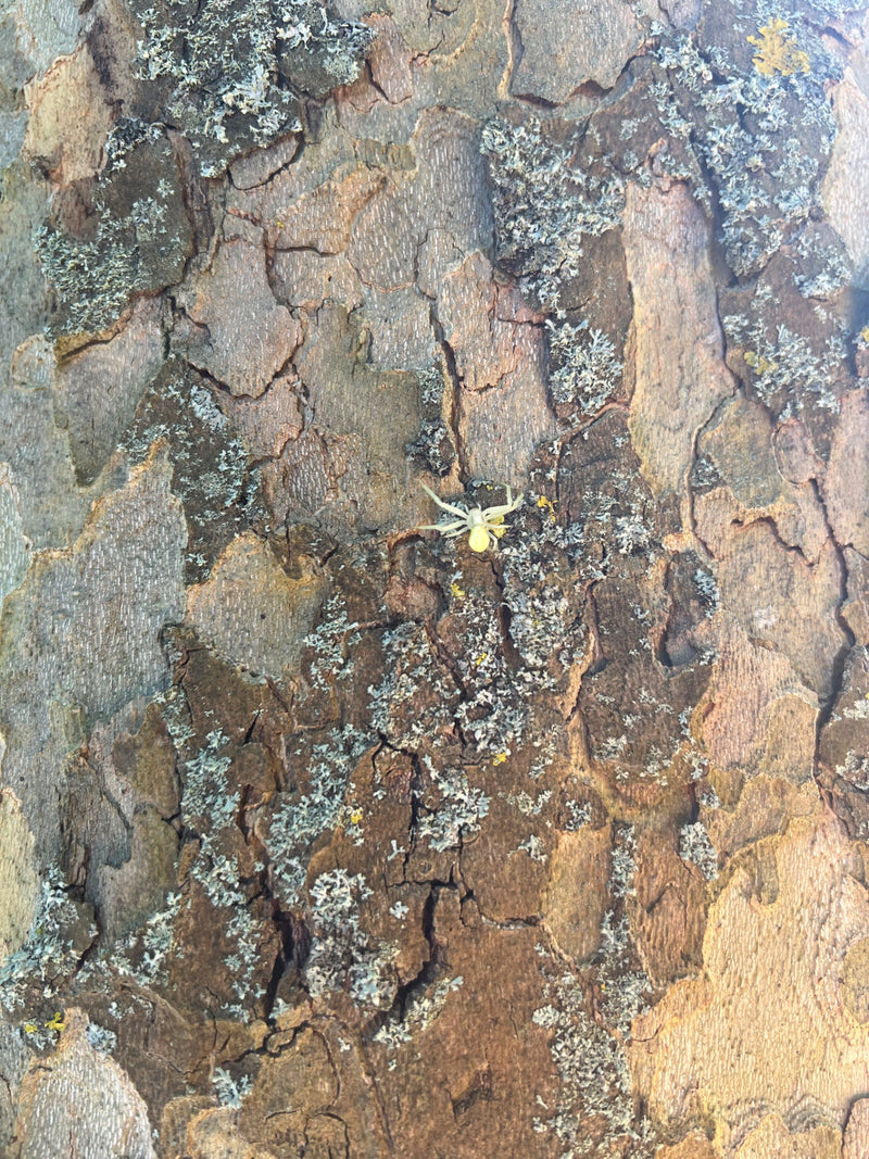 Araignée crabe à trois dents — Bild 1