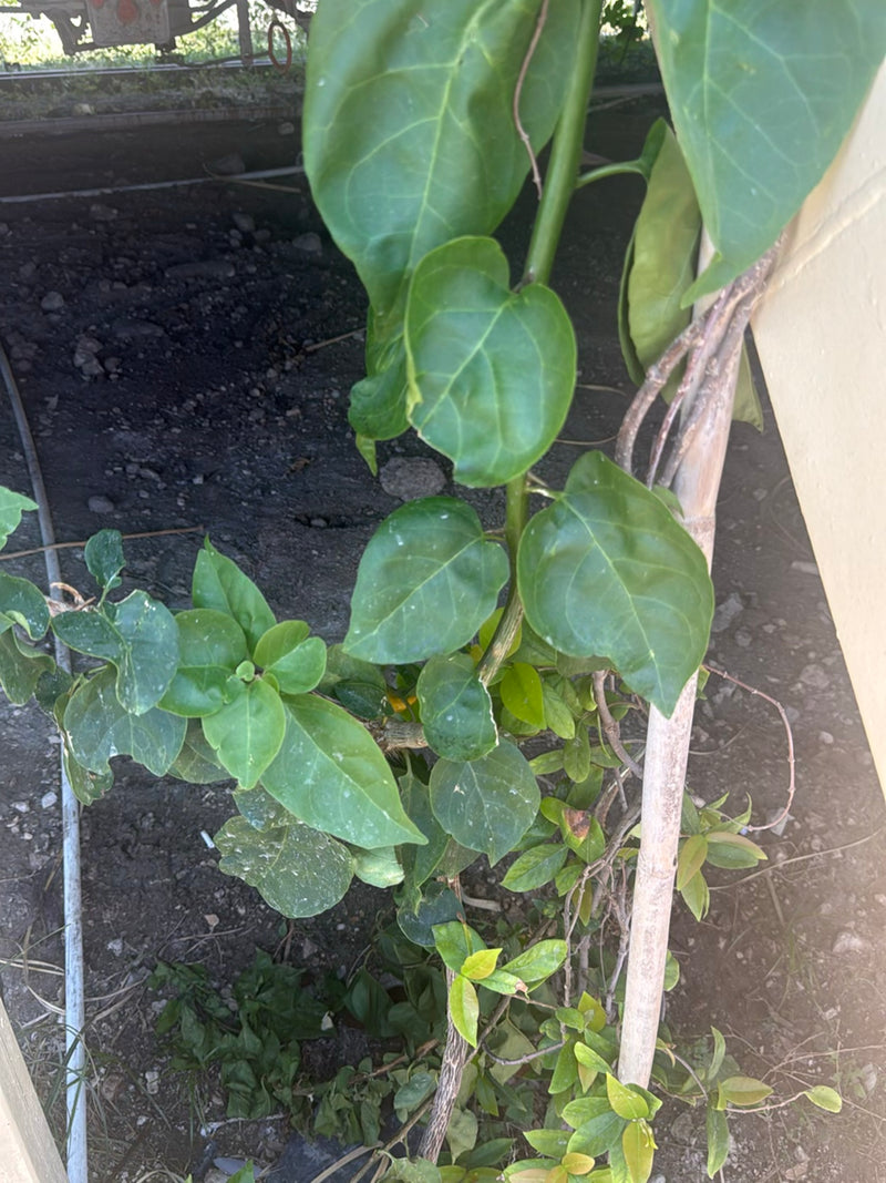 Fleur triple — Bild 2