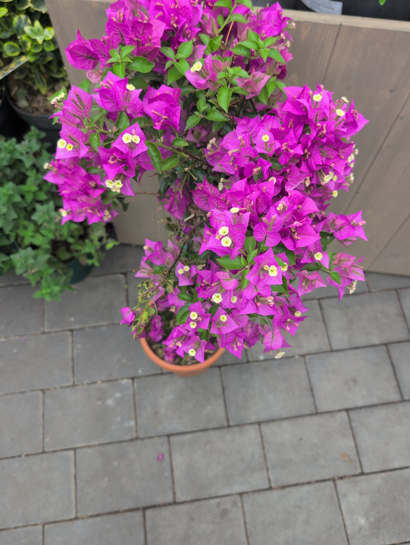 Bougainvillier — Bild 3