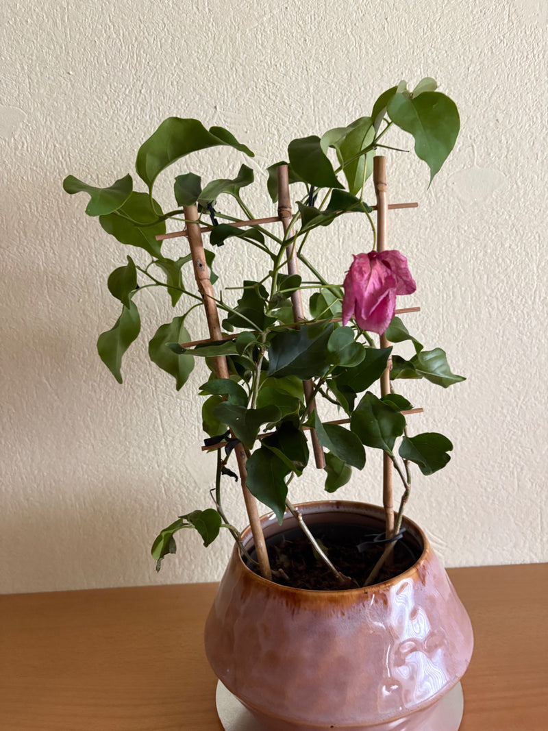 Bougainvillier — Bild 1
