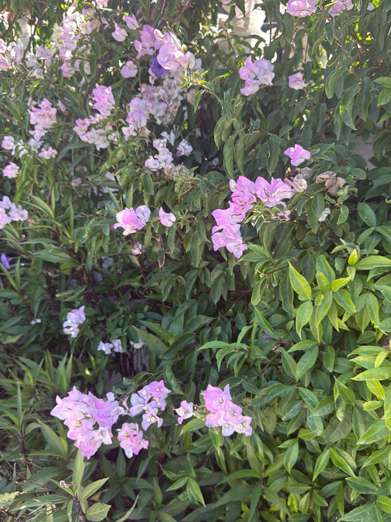 On peut voir un bougainvillier avec ses bractées roses caractéristiques et ses feuilles vertes. La plante fleurit abondamment dans un endroit ensoleillé.