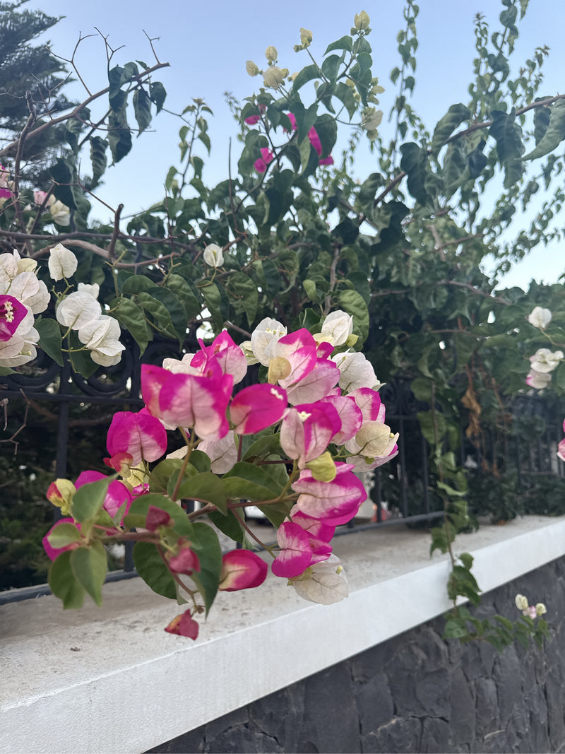 On peut voir les bractées caractéristiques rose vif et blanc ainsi que les feuilles vertes d'un bougainvillier. La plante pousse le long d'un mur clair à l'e...