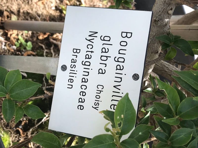 On peut voir une étiquette de plante avec l'inscription Bougainvillea glabra, fixée sur une plante aux feuilles vertes et à la tige ligneuse.