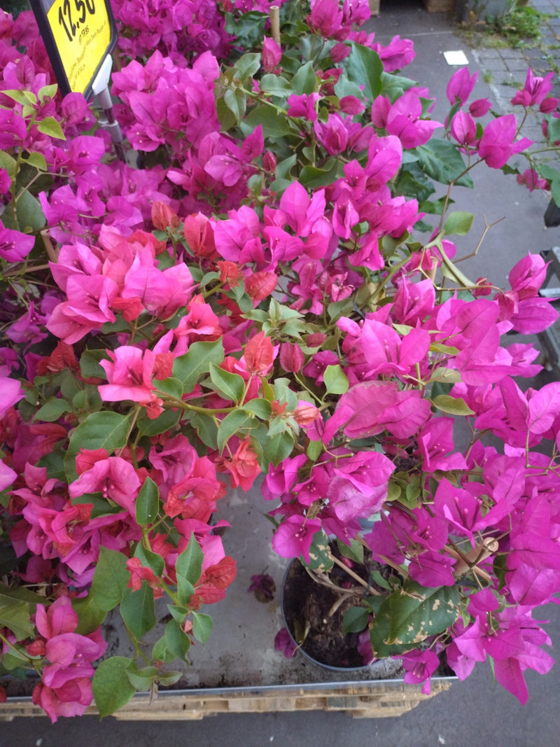 Bougainvillier — Bild 2