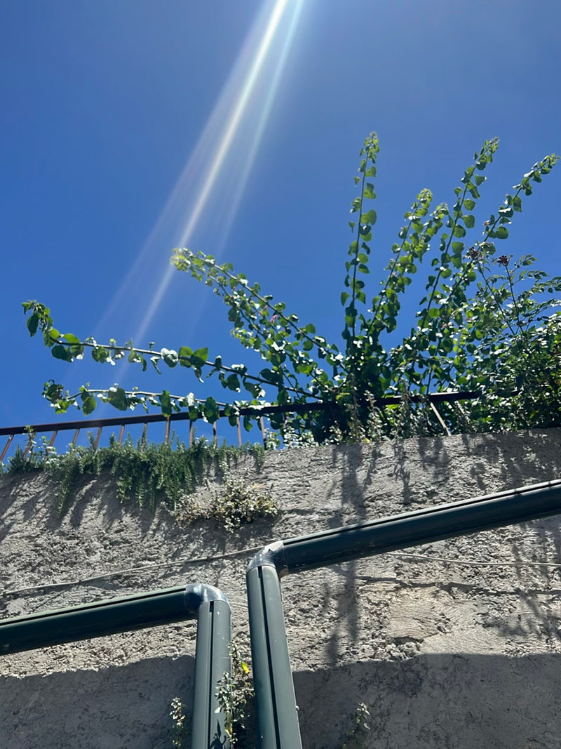 On voit un bougainvillier qui pousse à partir d'un mur vers le ciel bleu. Des rayons de soleil brillent d'en haut.