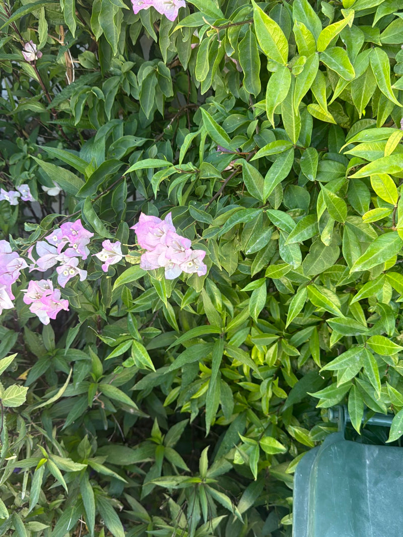 L'image montre un arbuste dense avec des feuilles vertes et des bractées roses caractéristiques d'un bougainvillier. La plante pousse à l'extérieur et présen...