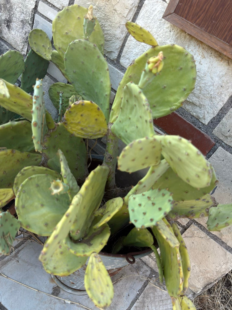On aperçoit un figuier de Barbarie dans un pot de fleurs placé devant un mur de pierre clair. Les tiges plates et vertes caractéristiques de la plante grasse...