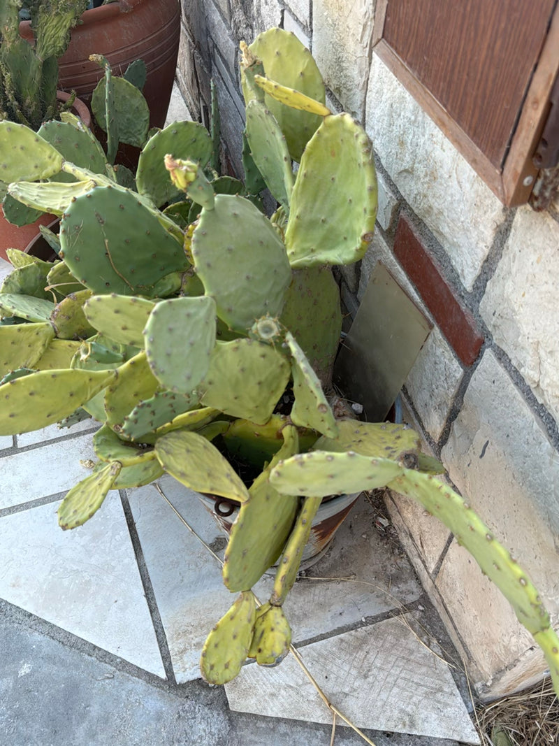 Un oponce indécis est visible dans un pot de fleurs devant un mur de pierre clair. Les raquettes de cactus charnues et vertes poussent dans différentes direc...