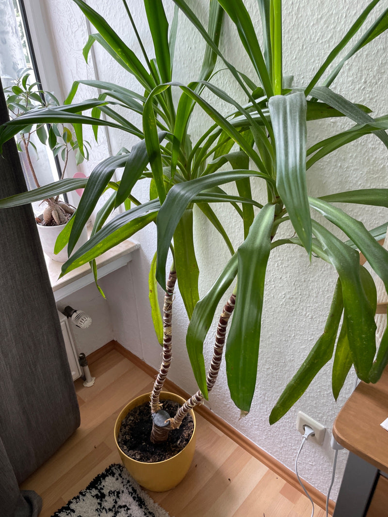 Dragonnier — Bild 1