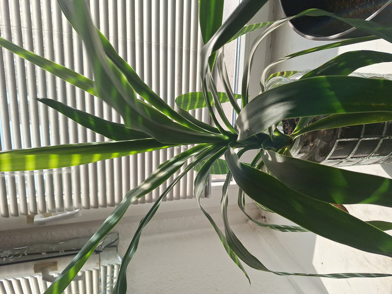 On peut voir un dragonnier en bonne santé dans un pot de fleurs devant une fenêtre lumineuse avec des stores. Les longues feuilles vertes se déplient à parti...