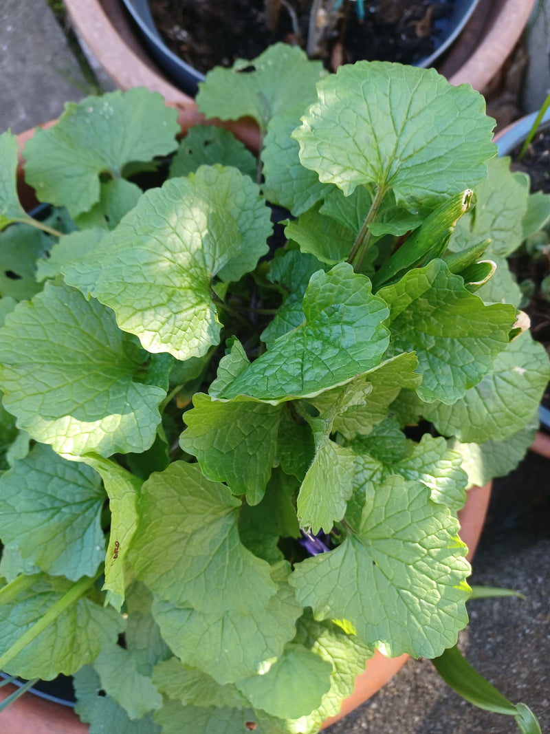 Violettes parfumées — Bild 1