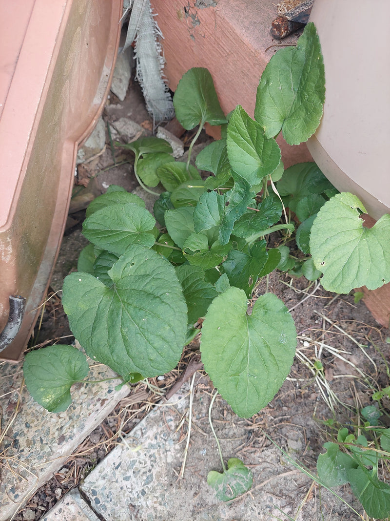 L'image montre les feuilles vertes et en forme de cœur d'une violette odorante poussant sur le sol entre des bacs à plantes.