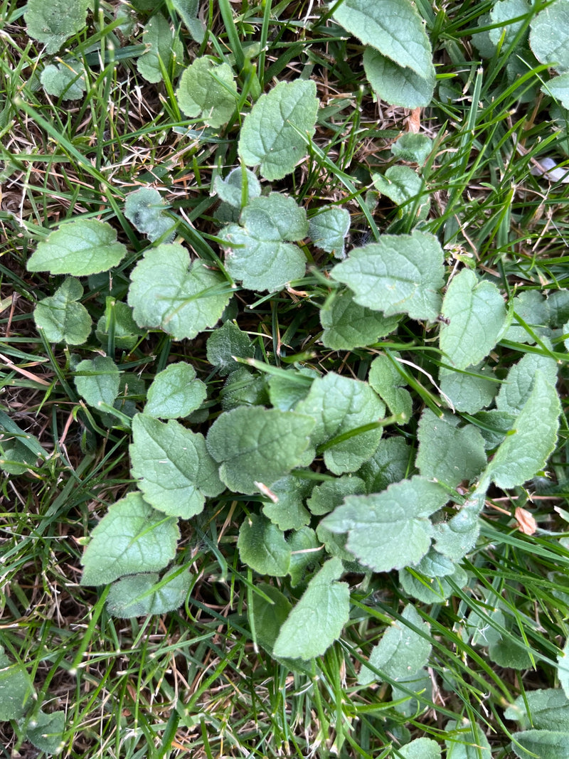 L'image montre les feuilles typiques en forme de cœur de la violette odorante poussant parmi les brins d'herbe dans une prairie.