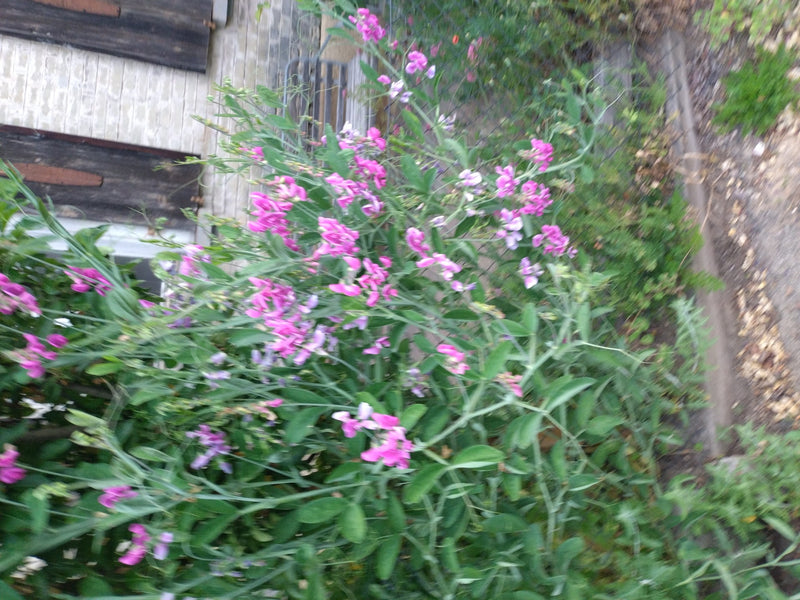 pois de senteur — Bild 4