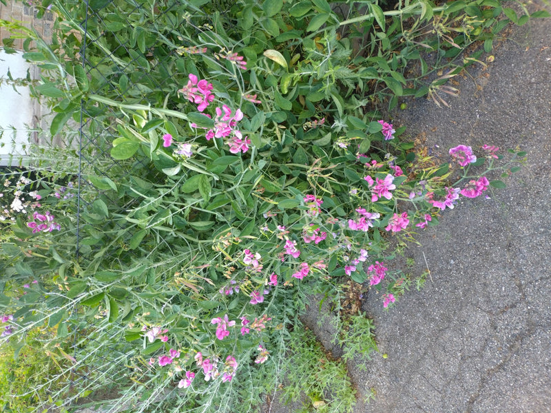 pois de senteur — Bild 3