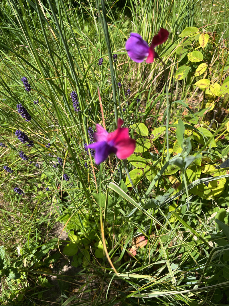 pois de senteur — photo 1 sur 5