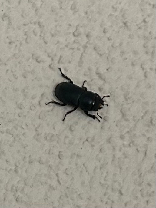 Bousiers (genre Aphodius) — Bild 1