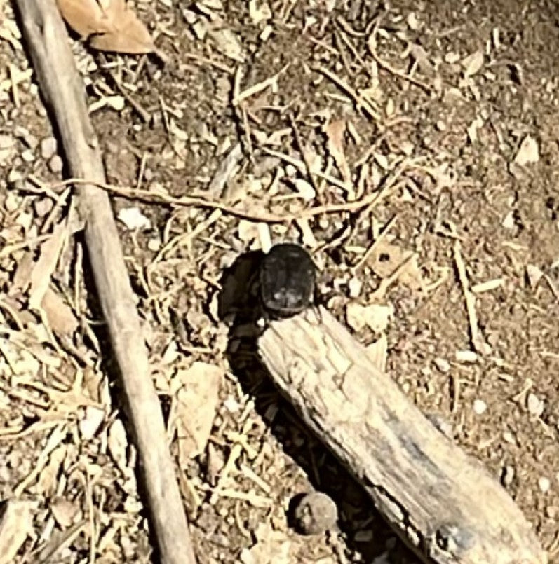 Bousiers (genre Onthophagus) — Bild 1