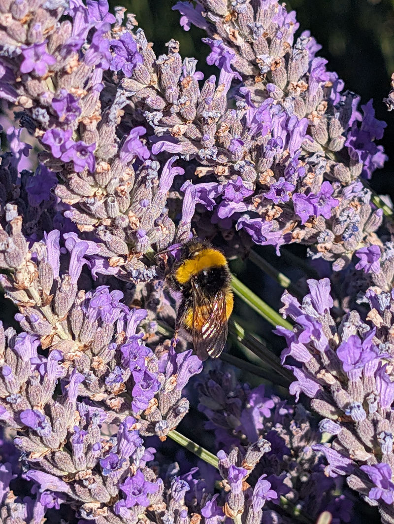 Bourdon de terre sombre — Bild 1