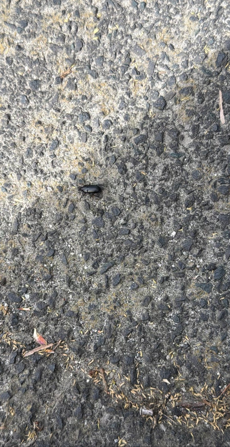 Charognard sombre — Bild 1