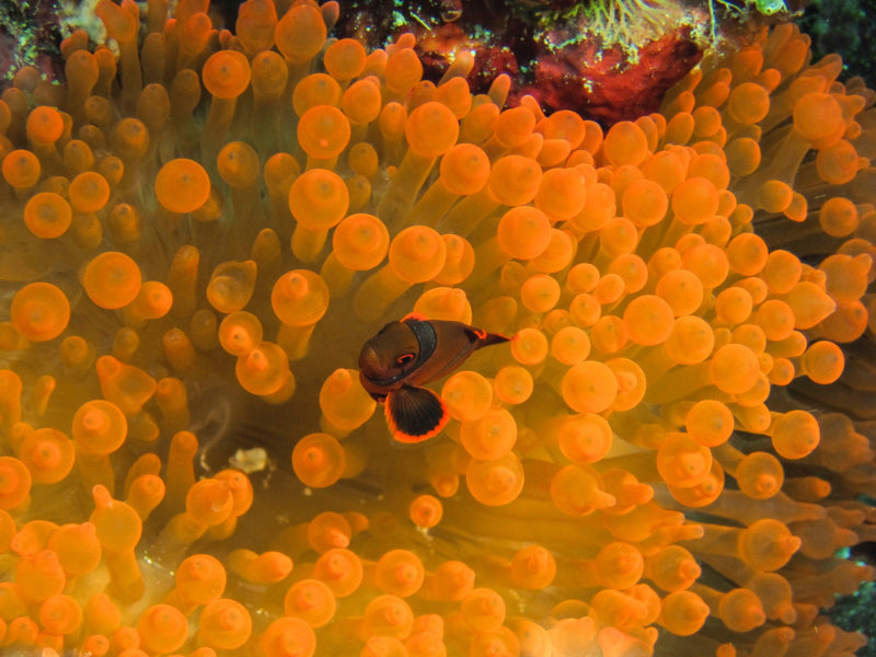 Poisson clown noir — Bild 2
