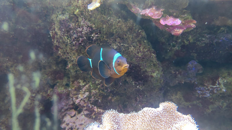 Poisson clown noir — Bild 1