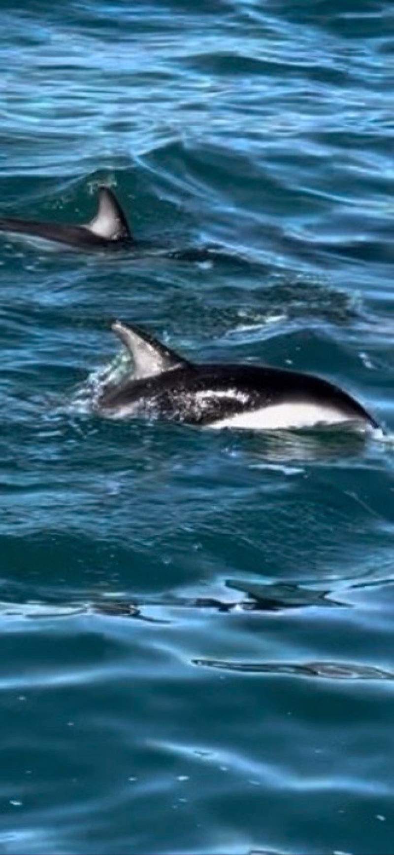 Dunkler Delfin — photo 1 sur 2