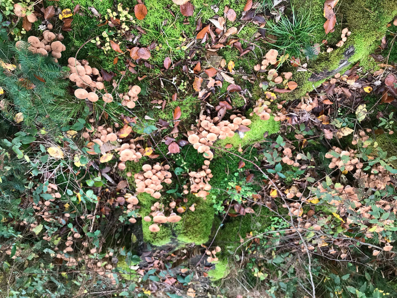 L'image montre de nombreux carpophores d'armillaire ostoyae poussant en touffes denses sur un sol forestier moussu. La perspective montre les champignons par...