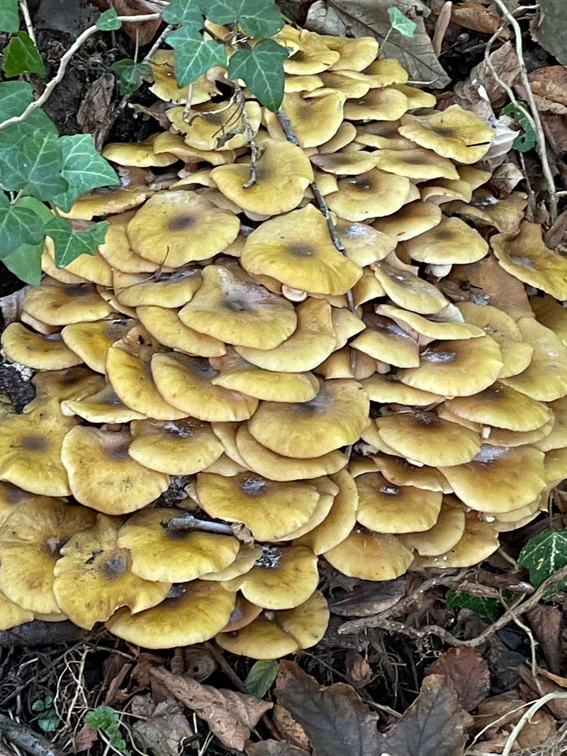 Une touffe dense de sporophores d'armillaire pousse sur le sol forestier parmi la litière de feuilles et le lierre.