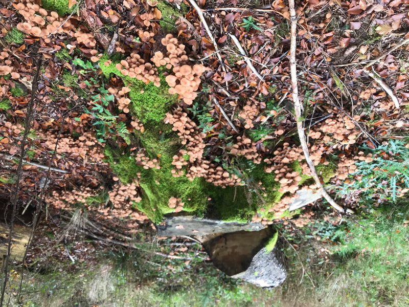 De nombreux sporophores bruns de l'armillaire ostoyae poussent en grandes touffes sur une souche d'arbre recouverte de mousse. L'endroit est entouré de feuil...