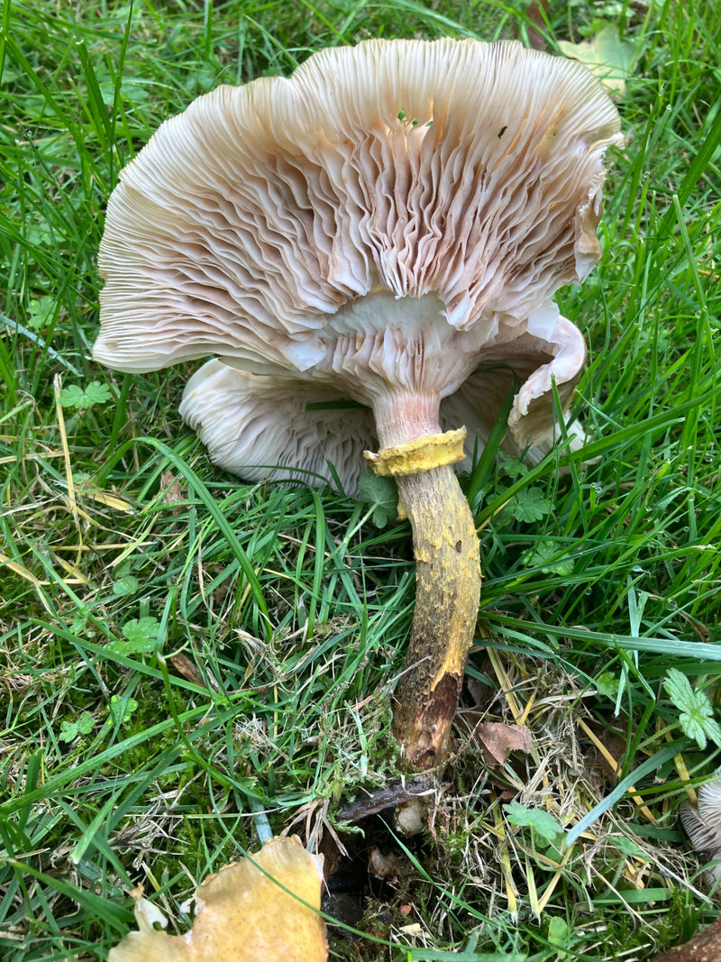 Le dessous d'un sporophore d'armillaire avec des lames ondulées, un pied et un anneau repose sur une pelouse.