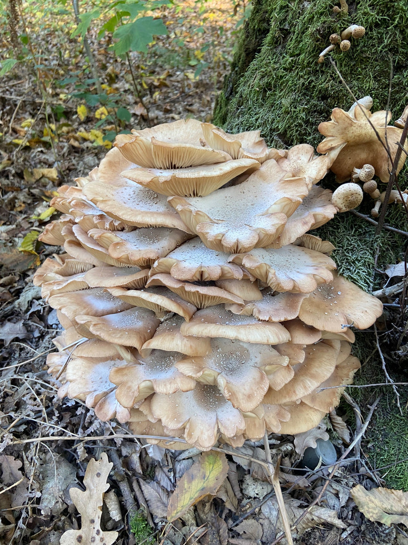 Une touffe dense de sporophores d'armillaire matures pousse au pied moussu d'un arbre dans une forêt automnale.