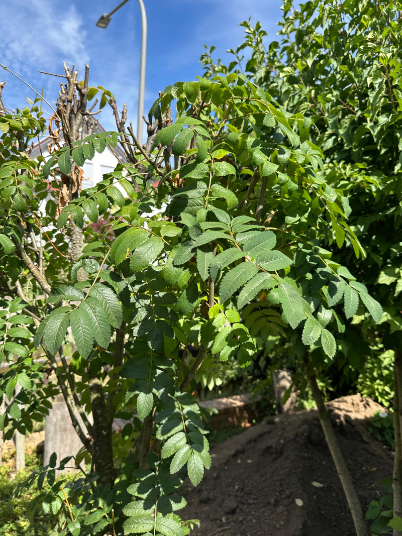 On aperçoit un jeune sorbier des oiseleurs avec ses feuilles pennées caractéristiques. La plante se trouve à l'extérieur sur un fond clair.