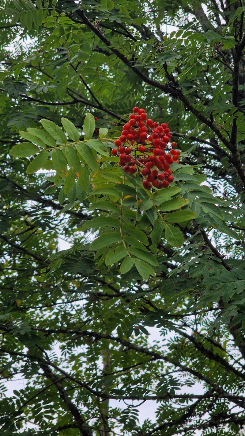 On aperçoit une branche de sorbier avec ses feuilles pennées caractéristiques et une grappe proéminente de baies rouges mûres. La photo montre l'arbre dans s...