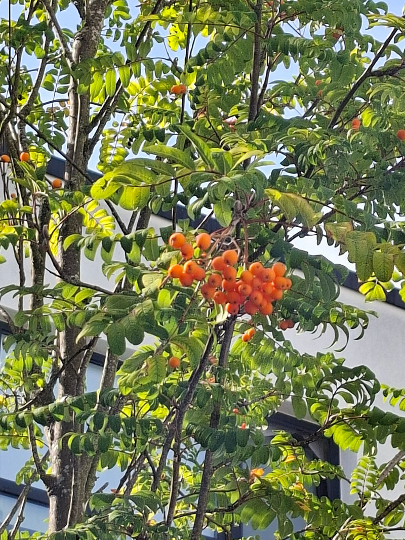 On peut voir un sorbier des oiseleurs avec ses feuilles pennées caractéristiques et ses baies d'un orange vif. La photo montre des branches et des fruits de ...