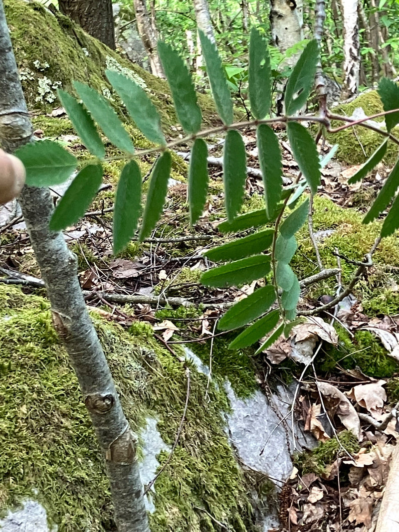 On voit la feuille pennée d'un sorbier des oiseleurs sur un sol forestier moussu. La forme caractéristique de la feuille est bien reconnaissable.