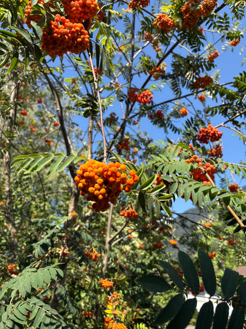 L'image montre une branche de sorbier des oiseleurs avec des feuilles pennées typiques et des grappes denses de baies orange vif. La plante pousse dans la ci...