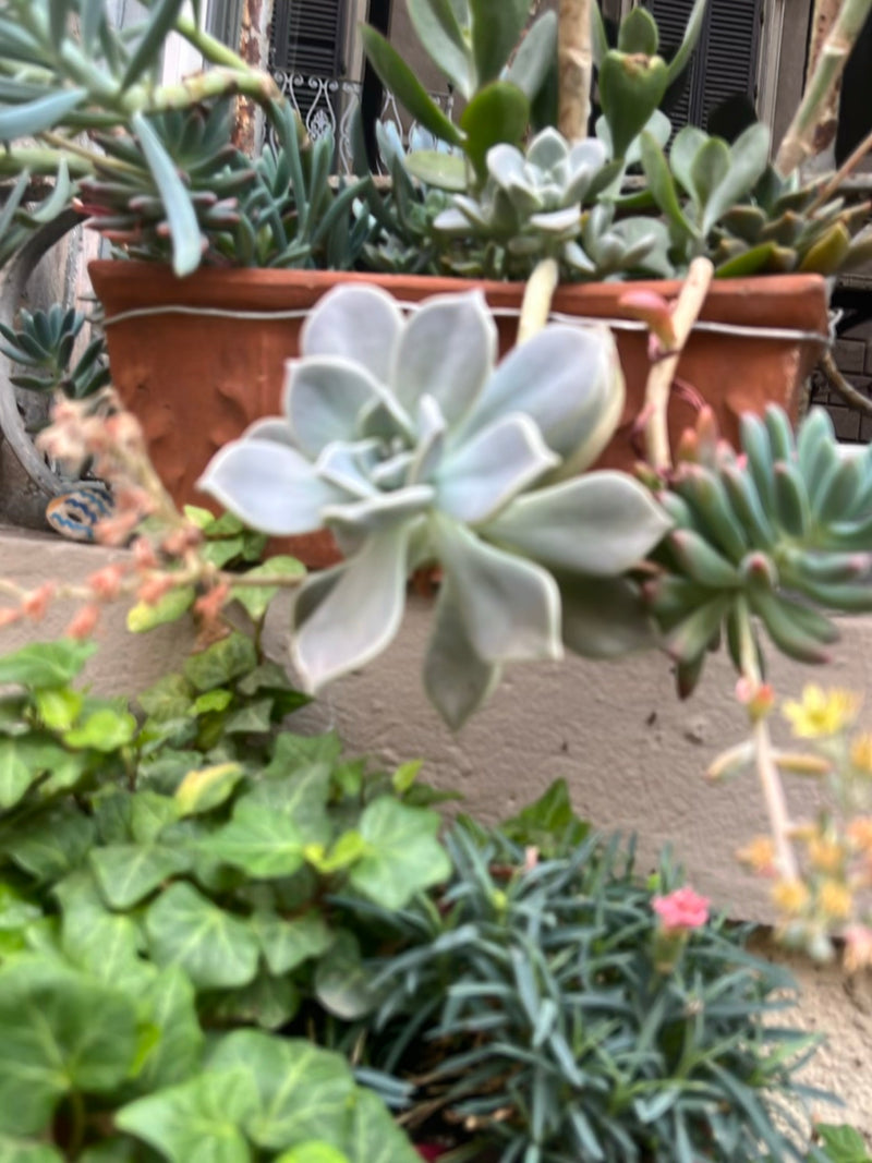 Écheveria — Bild 1