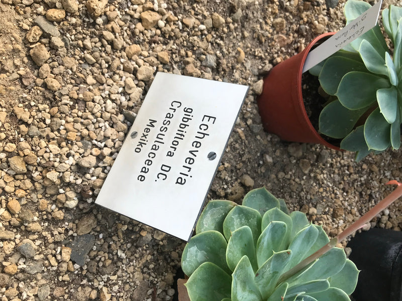 Écheveria — photo 1 sur 3
