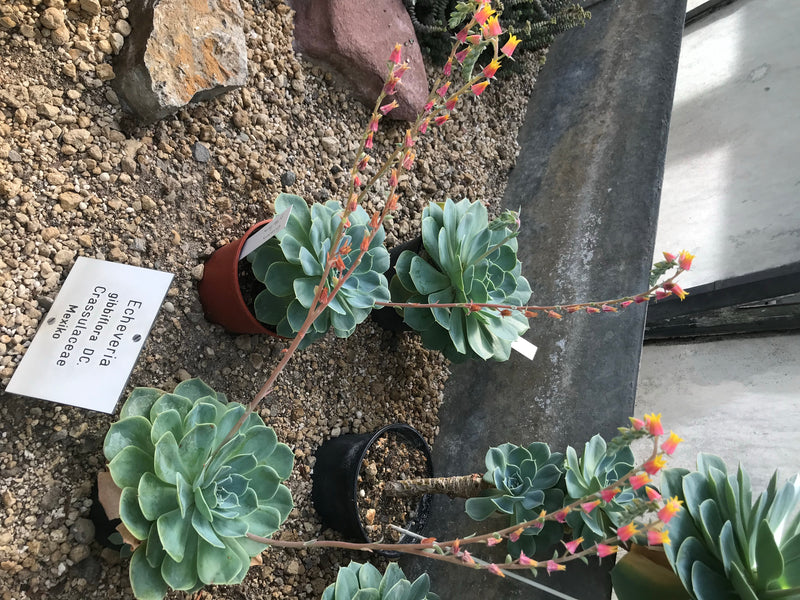 Écheveria — photo 2 sur 3
