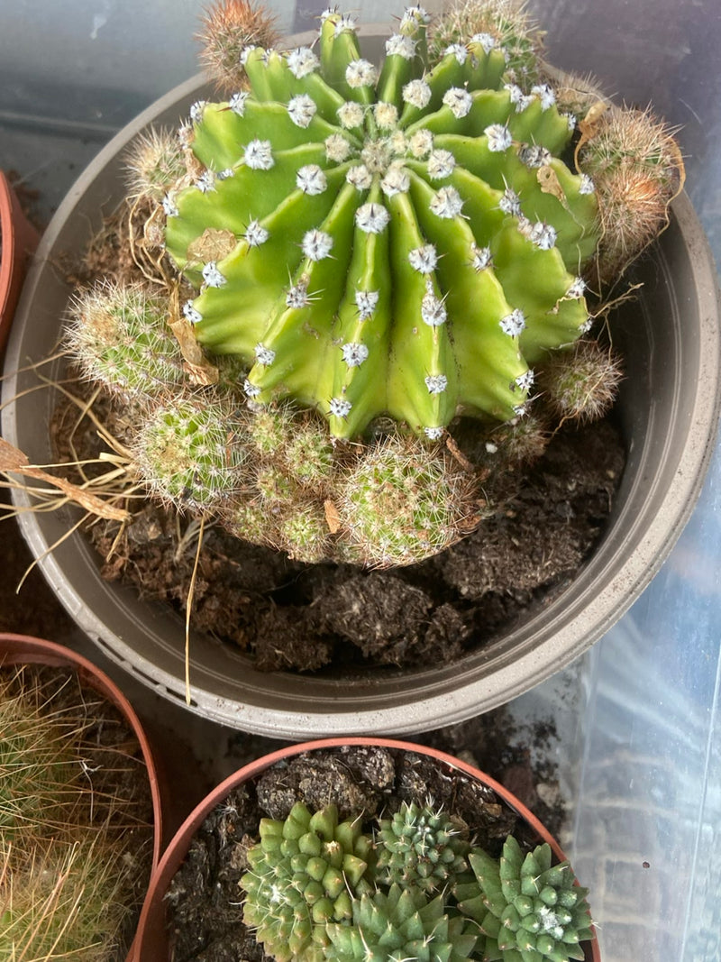 Cactus échinopsis — Bild 1