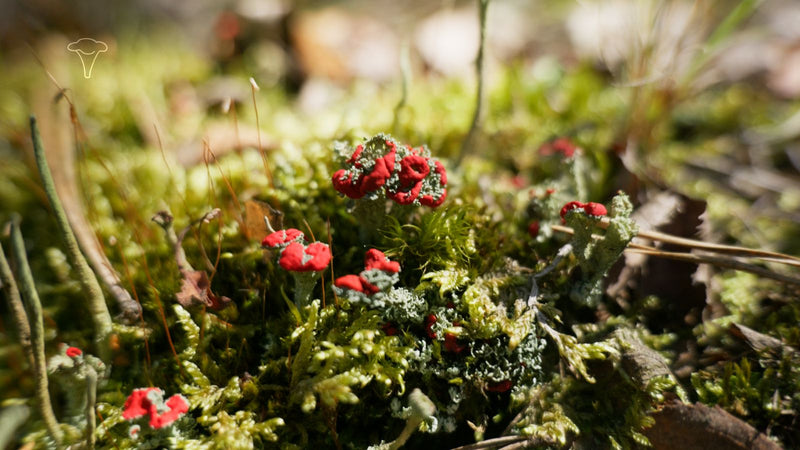 Véritable lichen en gobelet — Bild 1