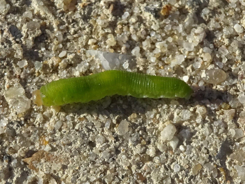De vraies tenthrèdes — Bild 4