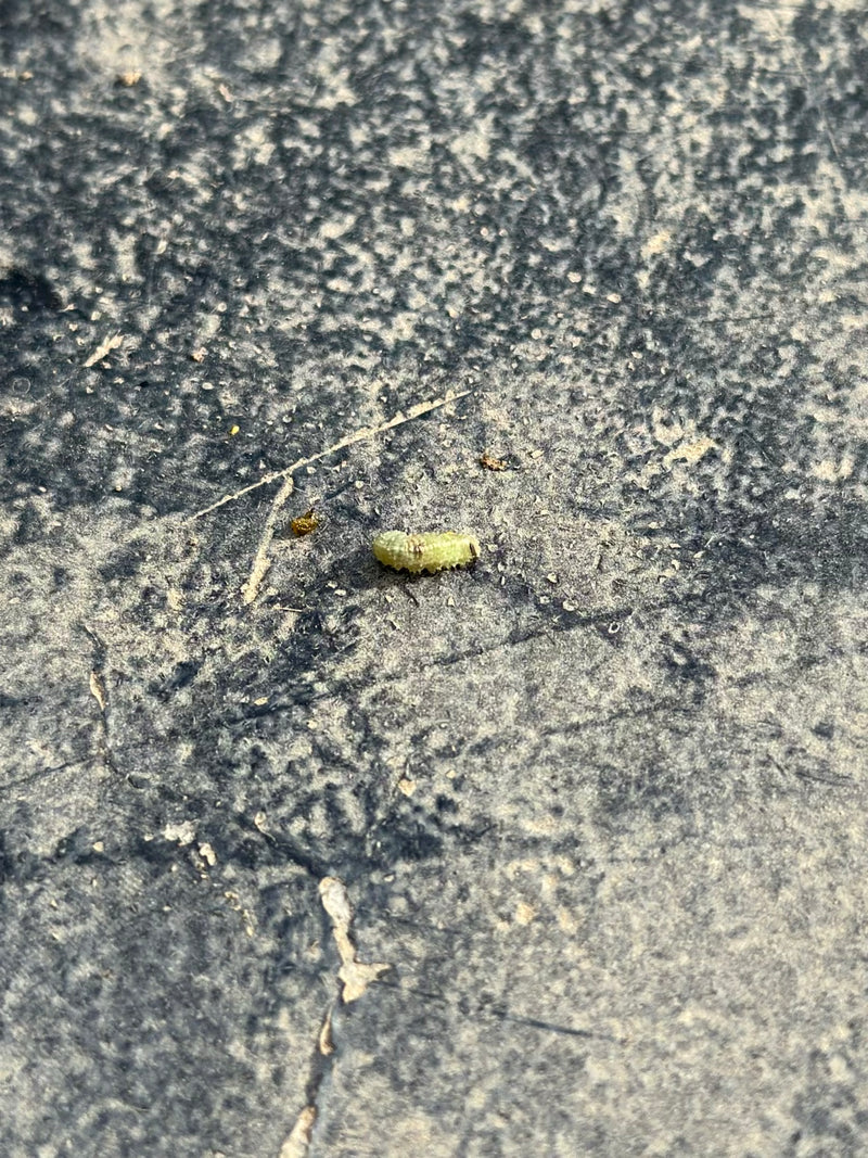 De vraies tenthrèdes — Bild 2