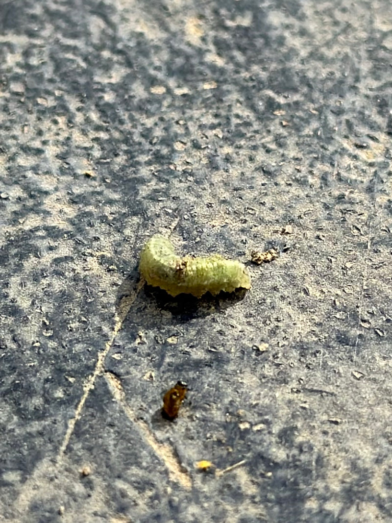 De vraies tenthrèdes — Bild 3