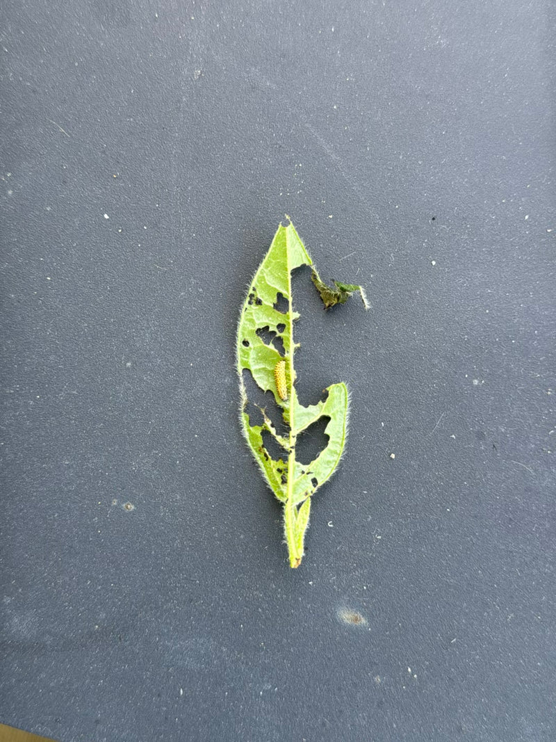 De vraies tenthrèdes — Bild 5